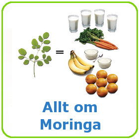 Allt om Moringa